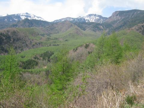稲子湯付近からの残雪と新緑の八ヶ岳山自体は何回も登っているが山麓をたどることは少ない懐深い山である。
