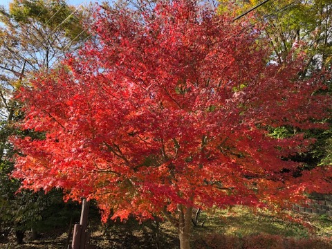 モミジの紅葉 今が盛り
