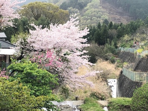 蓑毛の里山風景 神奈川にもまだこんなに素晴らしい里山が残されている