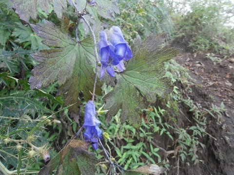 ミヤマトリカブト 根に猛毒があり誤って食べたら それこそイチコロ
怖~い高山植物なのです