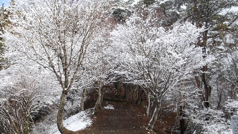 大倉尾根 昨日降った雪で きれいな雪が