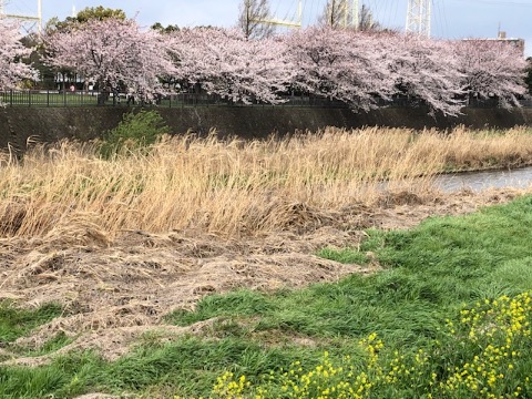 親水公園のソメイヨシノはちょうど見頃