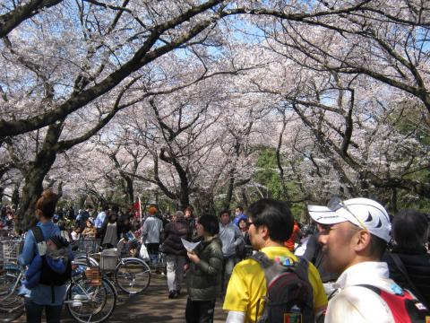 22キロ走って小金井公園到着
自粛ムードの昨年と打って変わって
すごい人である。