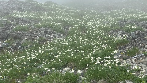 北岳山頂直下 ハクサンイチゲの大群落