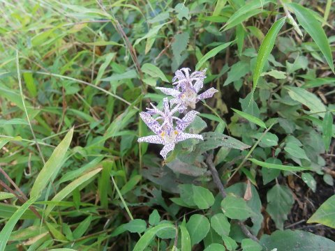 ヤマホトトギスを見つける 私の大好きな花!