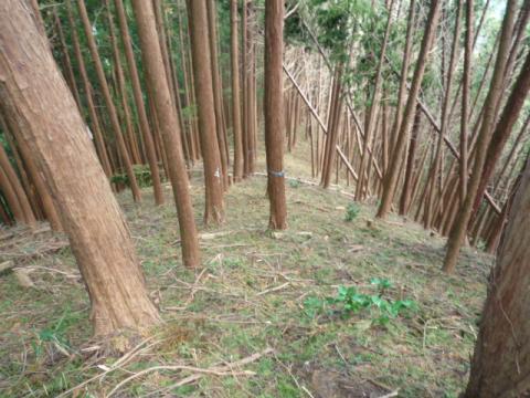 写真ではわかりませんがおそらく４５度以上の斜面。。。一度下ると登れません。。。正面の木に青いヒモが。。。これがここから始まる悲劇の発端でした。。。