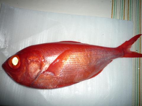 金目鯛まるごと一匹
稲取漁港直営の市場で 朝とれたて!なんと!!!3500円!!
うそみたいな値段でしょ!!
