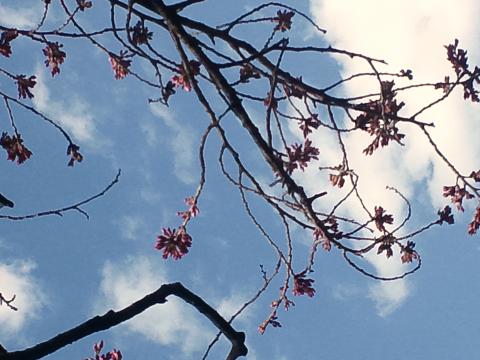 場所によってはもう桜・・・・こんな感じです!