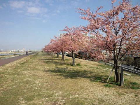 カズさんのブログでおなじみ、河津桜。
ここから我が家までは徒歩10分程。