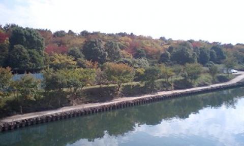 小名木川から荒川河川敷へと続く道小松川公園の紅葉が綺麗でした